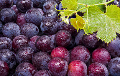 新鲜采摘的密实的紫葡萄