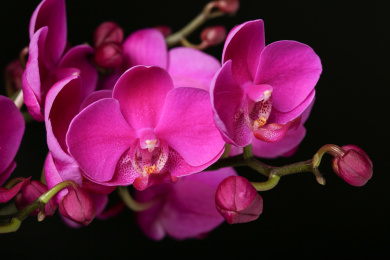 一簇紫红色小花蝴蝶兰在黑背景前的侧光特写