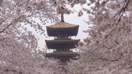 武汉市东湖风景区磨山樱花园五重塔