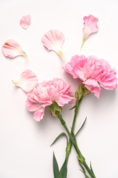 白色背景中 粉红色的康乃馨/香石竹