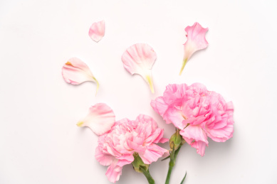 白色背景中 粉红色的康乃馨/香石竹