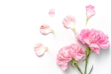 白色背景中 盛开的康乃馨鲜花