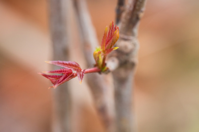 春天里香椿树上长出香椿嫩芽