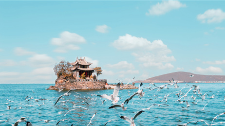 云南省大理小普陀海鸥景色