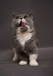 深色背景上一只可爱的曼基康猫