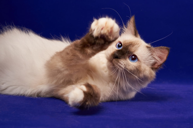 蓝色背景上的重点色暹罗宠物猫摄影图