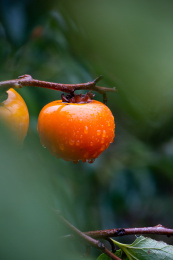 柿子树上挂着雨珠的新鲜的柿子