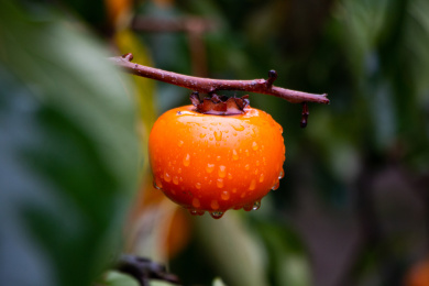 柿子树上挂着雨珠的新鲜的柿子