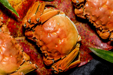 特写煮熟的大闸蟹，美味的食物。