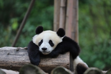 一岁的大熊猫念念