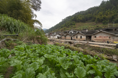 以绿色菜地为前景的一排老旧建筑，中国福建龙岩