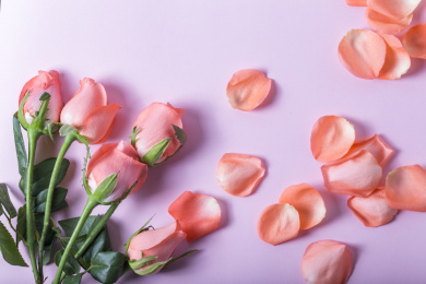 俯拍净色背景分散的唯美粉红色玫瑰花瓣