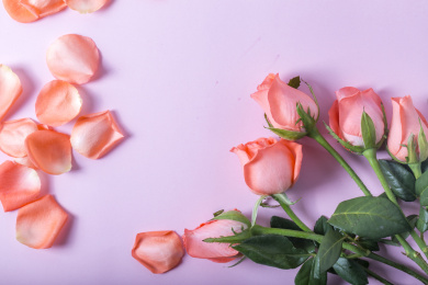 俯拍净色背景分散的唯美粉红色玫瑰花瓣