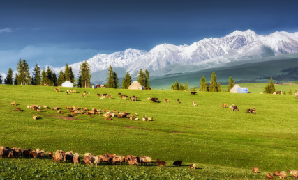 中国新疆伊犁喀拉峻草原春季风光