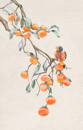 节气霜降寒露柿子树鸟