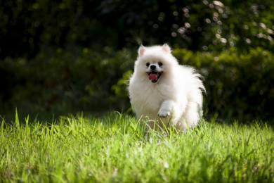 在草地上愉快奔跑的博美犬