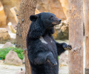 野生动物园里一头可爱的黑熊