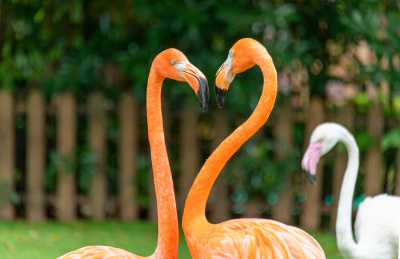 上海野生动物园里的火烈鸟