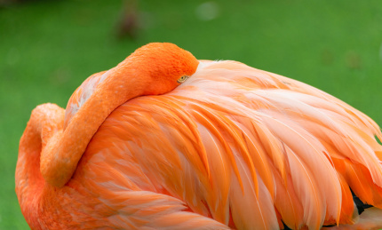 上海野生动物园里的火烈鸟