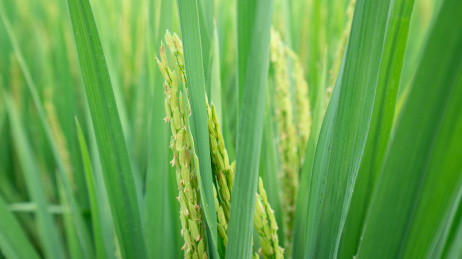 中国梅州茶阳稻田绿油油的水稻