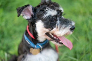 正在户外玩耍的迷你雪纳瑞幼犬