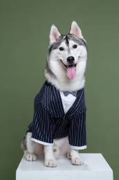 笑脸哈士奇坐立正面