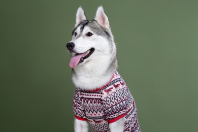 面带笑脸全神贯注的哈士奇