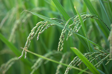 稻田里即将由青变黄的水稻稻穗特写