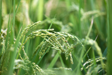 稻田里抽出稻穗的水稻特写