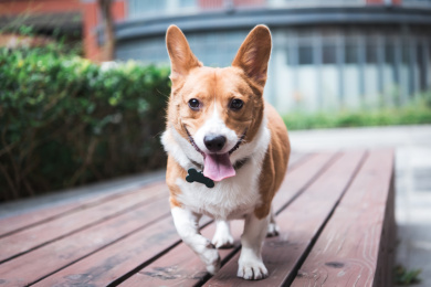 一只正面跑来的威尔士柯基犬