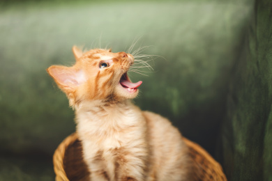 一只幼年橘猫做出吃惊的表情看着上放