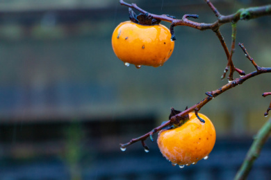 秋天时节恭城民居屋檐旁柿子树上的红柿子