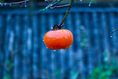 秋天时节恭城民居屋檐旁柿子树上的红柿子
