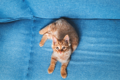 蓝色沙发上的一只幼年橘猫