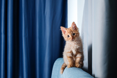 蓝色沙发上的一只幼年橘猫