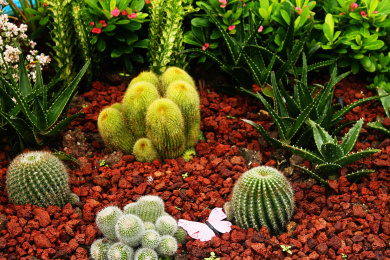 户外火山土上进行无土栽培的多肉植株