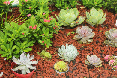 户外火山土上进行无土栽培的多肉植株