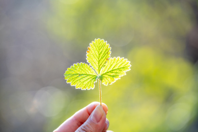 手持逆光下的绿色结霜的叶子