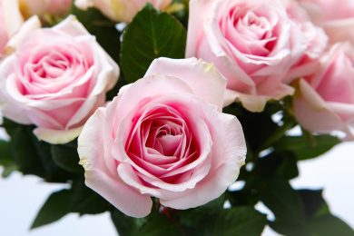 绽放盛开的新鲜切花粉红雪山玫瑰