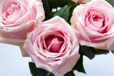 新鲜花束粉红雪山玫瑰花特写