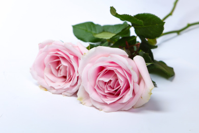 新鲜花束粉红雪山玫瑰花特写