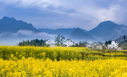 安徽村庄山间云雾缭绕的油菜花田