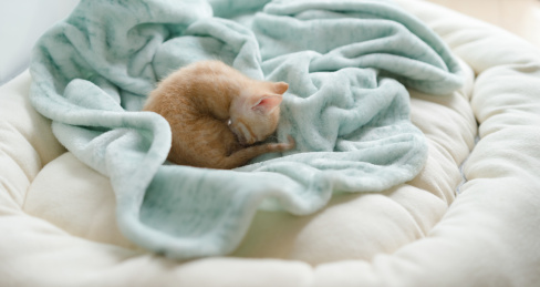 一只黄色的小奶猫在窝里