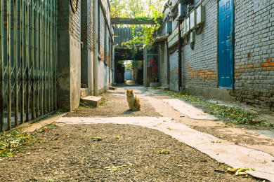 北京胡同中一只小猫站在路中间