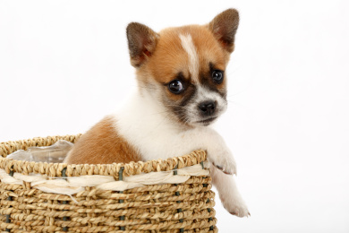 一只黄白相间的小狗趴在筐边上