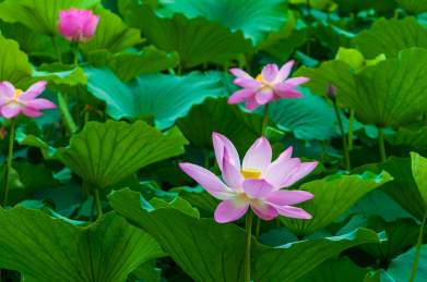 夏季白天大明湖公园里盛开的荷花