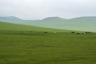 中国内蒙古呼伦贝尔草原秋季风光