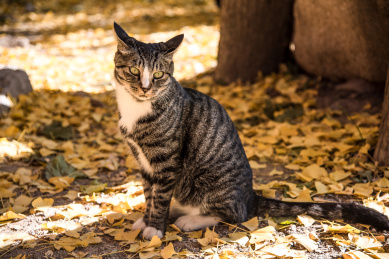 银杏树下蹲在地上的野生猫咪