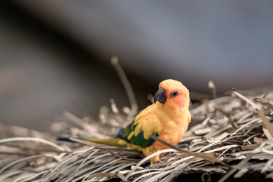 上海野生动物园里的鹦鹉