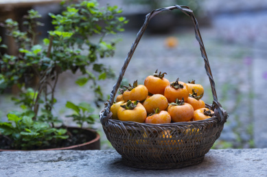 地板上一满满竹篮的黄色成熟柿子